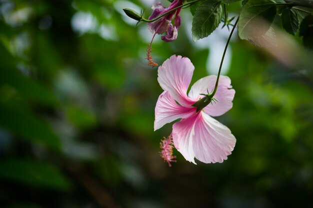 Flor de hibisco da família da malva Malvaceae Hibiscus rosasinensis conhecida como Flor do Sapato