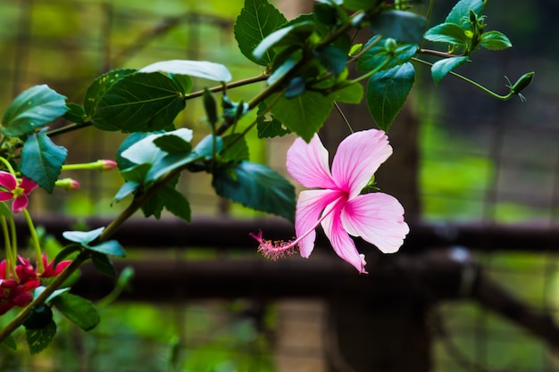 Flor de hibisco da família malvaceae ou rosasinensis, também conhecida como flor do sapato