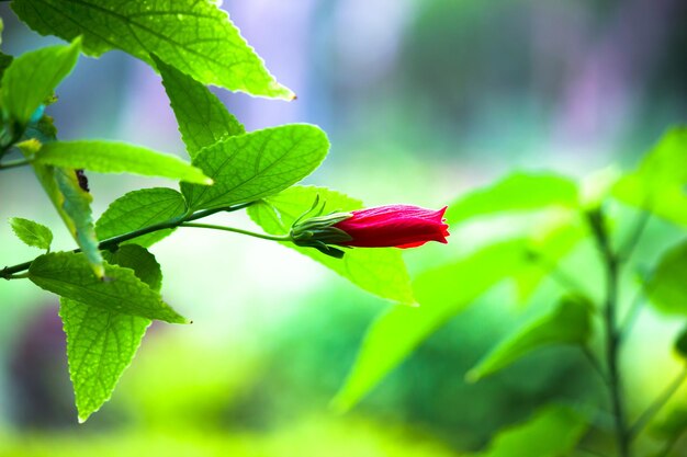 Flor de hibisco da família Malvaceae rosasinensis conhecida como Flor do Sapato em plena floração