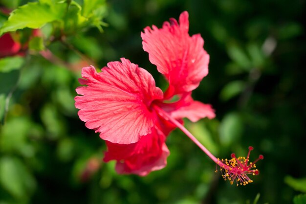 Flor de hibisco do país