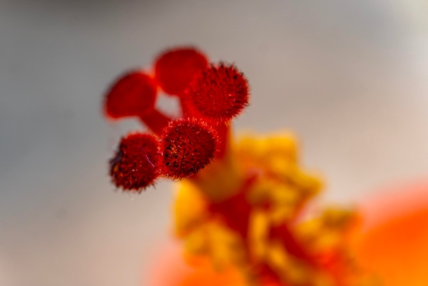 Flor de hibisco e fundo desfocado Romântica colorida linda flor de hibisco na natureza