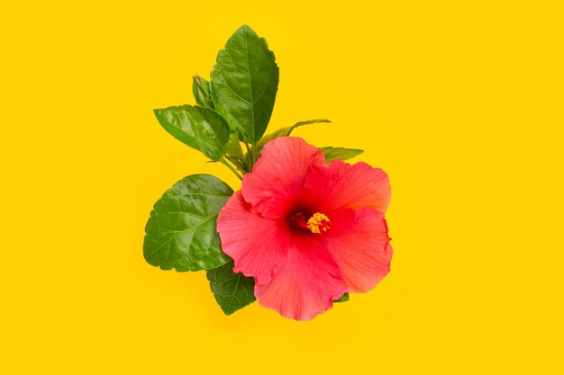 Flor de hibisco em fundo amarelo