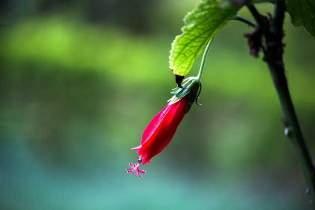 Flor de hibisco em plena floração durante a primavera em um parque público na Índia