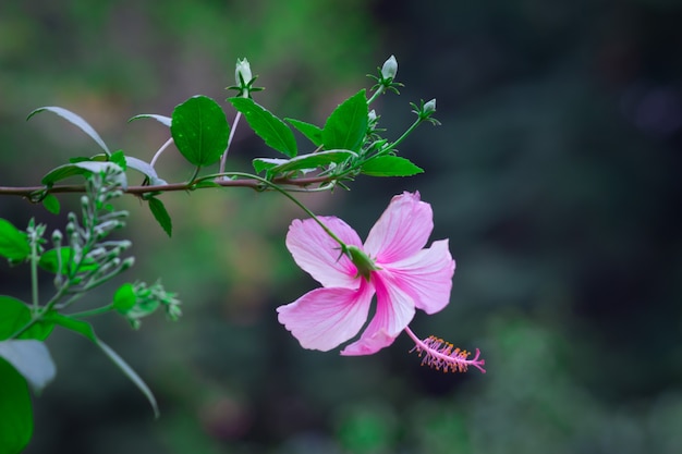 Flor de hibisco em plena floração durante a primavera em um parque público na Índia