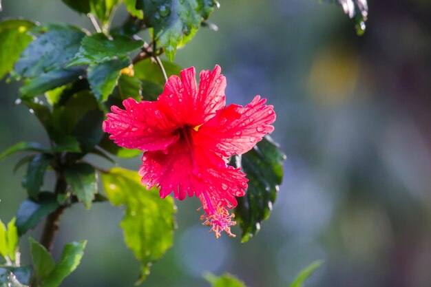 Flor de hibisco em plena floração durante a primavera em um parque público na Índia