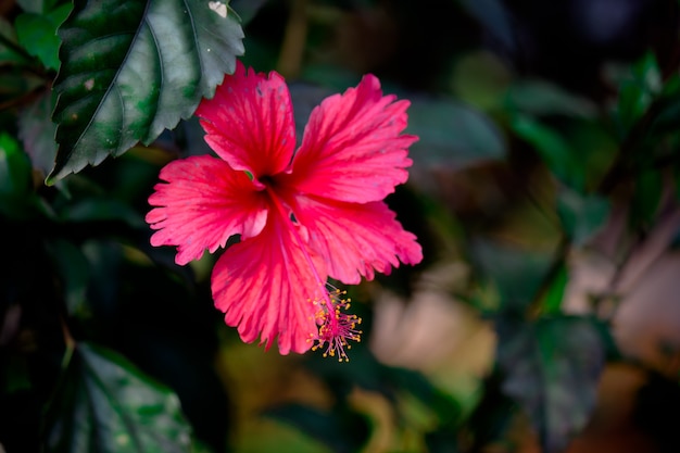 Flor de hibisco em plena floração durante a primavera