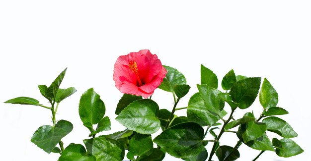 Flor de hibisco florescendo na árvore no fundo branco