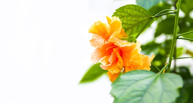 Flor de hibisco laranja colorida