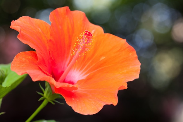 Flor de hibisco laranja