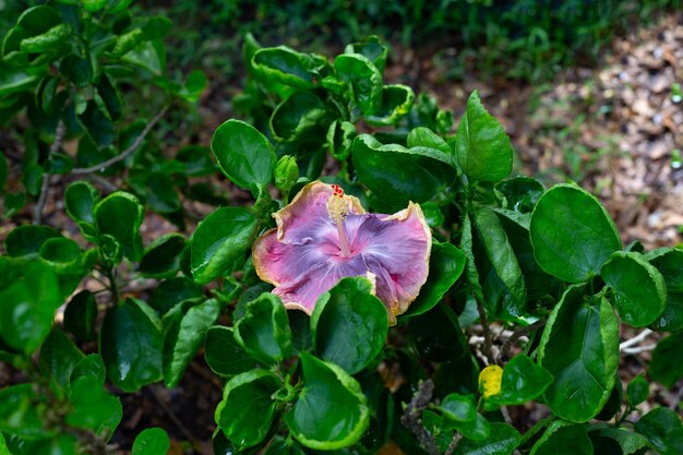 Foto flor de hibisco na árvore