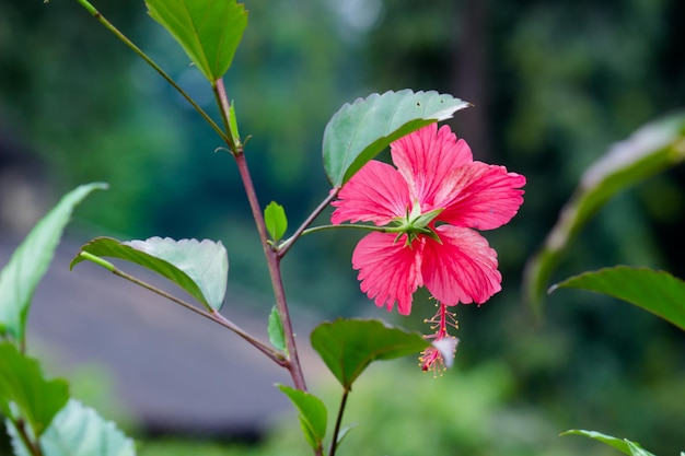 Flor de hibisco na família da malva Malvaceae Hibiscus rosasinensis conhecida flor de sapato em plena floração