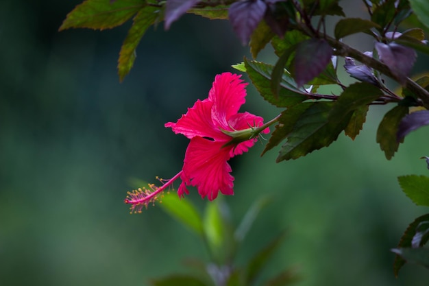 Flor de hibisco na família da malva Malvaceae Hibiscus rosasinensis conhecida flor de sapato em plena floração