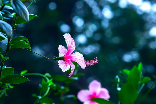 Flor de hibisco na família da malva malvaceae hibiscus rosasinensis conhecida flor de sapato em plena floração