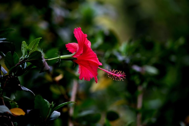 Flor de hibisco na família malva Malvaceae em flor