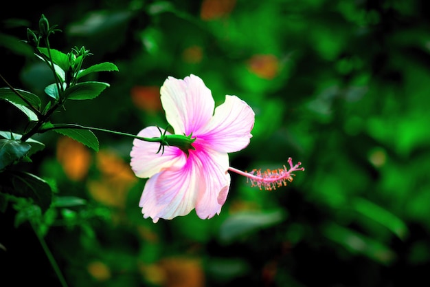 Flor de hibisco na família malva Malvaceae em flor