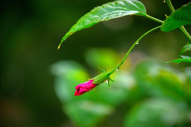 Flor de hibisco na família malva malvaceae em flor