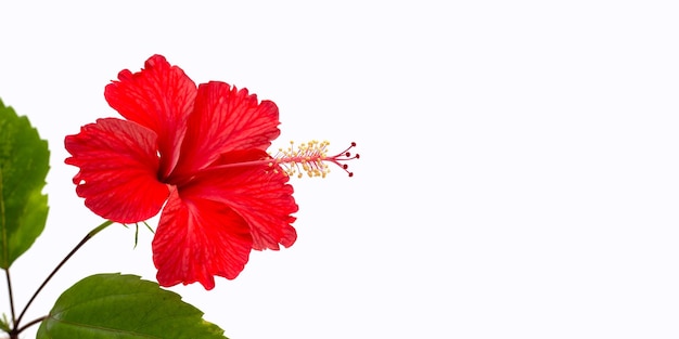 Flor de hibisco no fundo branco