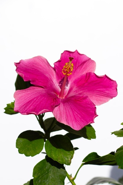 flor de hibisco no fundo branco