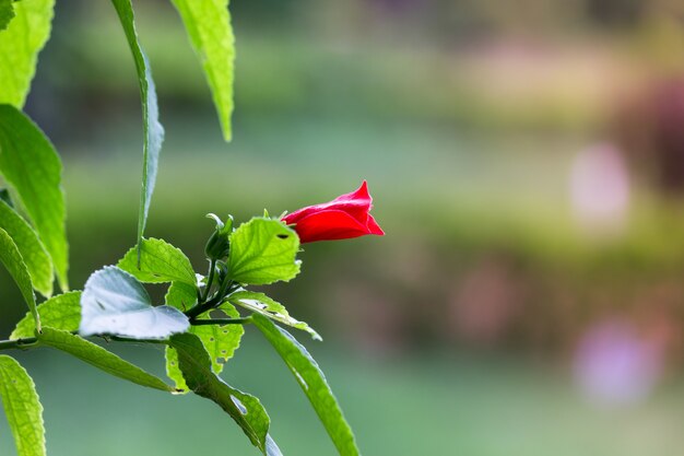 Flor de hibisco ou Malvaceae ou rosasinensis conhecida como flor do sapato em plena floração durante a primavera