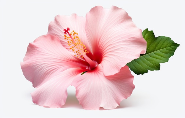 Flor de hibisco rosa suave isolada em um fundo branco