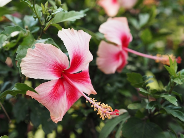 Flor de hibisco rosa