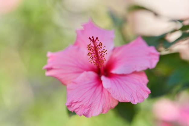 flor de hibisco rosa