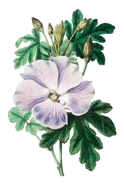 Flor de hibisco roxa png ilustração botânica vintage