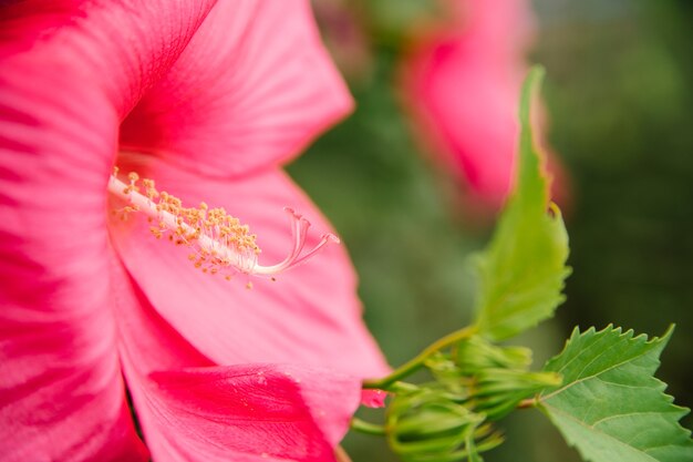 Flor de hibisco tropical rosa brilhante, folhas verdes em um fundo natural. flor decorativa no jardim doméstico.