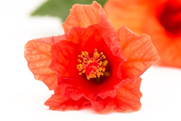 Flor de hibisco vermelho brilhante com folha verde sobre fundo branco Linda flor perto Lugar para inserir fundo de texto para cartões ou cartazes