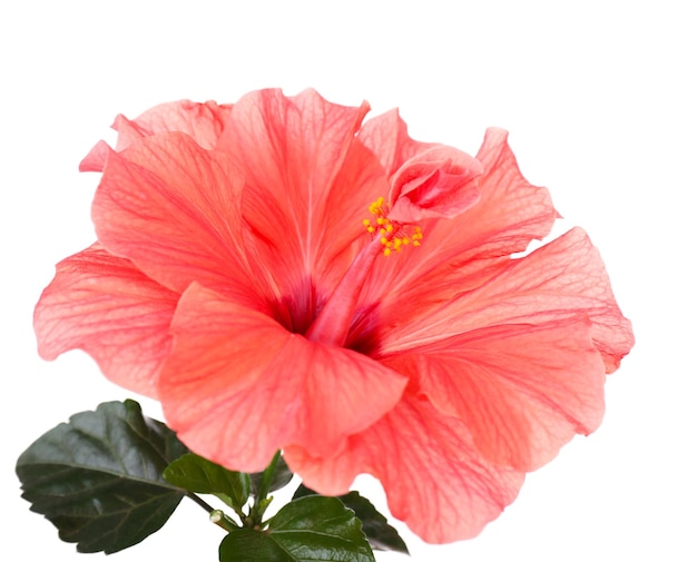 Flor de hibisco vermelho, close-up, isolada em branco