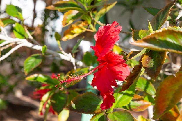 Flor de hibisco vermelho em um fundo verde no jardim tropical sommertime