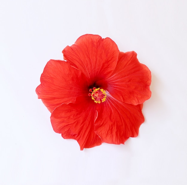 flor de hibisco vermelho grande brilhante flor de hibisco havaiano rosa chinesa