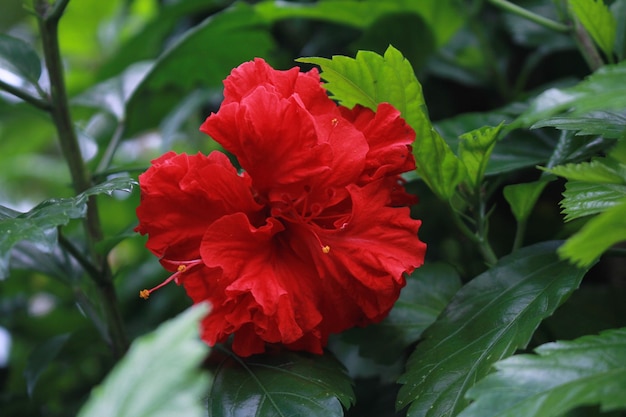 Flor de hibisco vermelho, Hibiscus rosa sinensis vermelho duplo