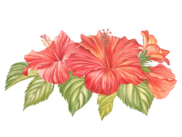 Flor de hibisco vermelho isolada. Hibisco colorido realista de aquarela flor tropical com folhas. Composição havaiana florida. Floral tropical exótico