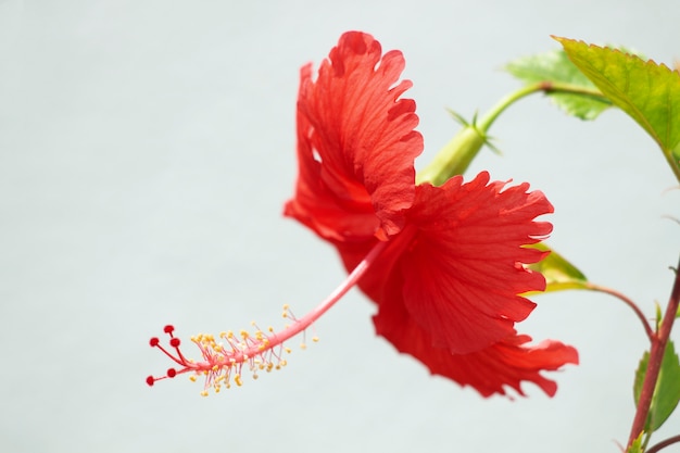 Flor de hibisco vermelho lindo