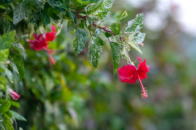 Flor de hibisco vermelho ou rosa chinesa no jardim com fundo desfocado