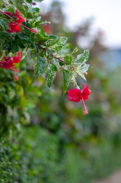 Foto flor de hibisco vermelho ou rosa chinesa no jardim com fundo desfocado