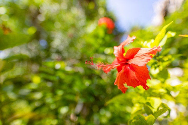 Flor de hibisco vermelho sobre um fundo verde. Flor de hibisco. Profundidade de campo rasa, grau de natureza