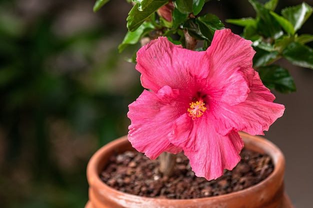 Flor de hibisco