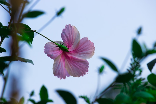 Flor de hibisco