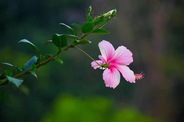 Flor de hibisco