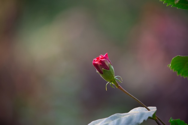 Flor de hibisco