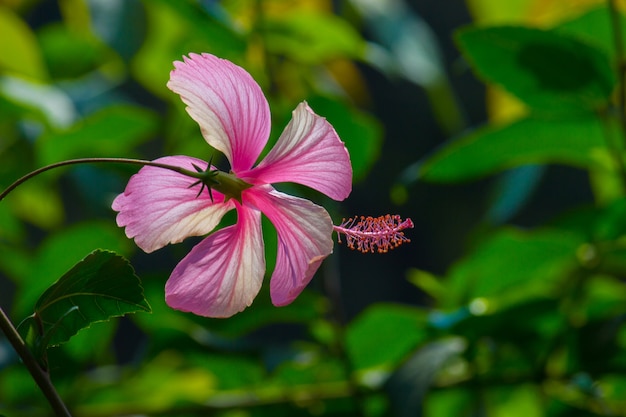 Flor de hibisco