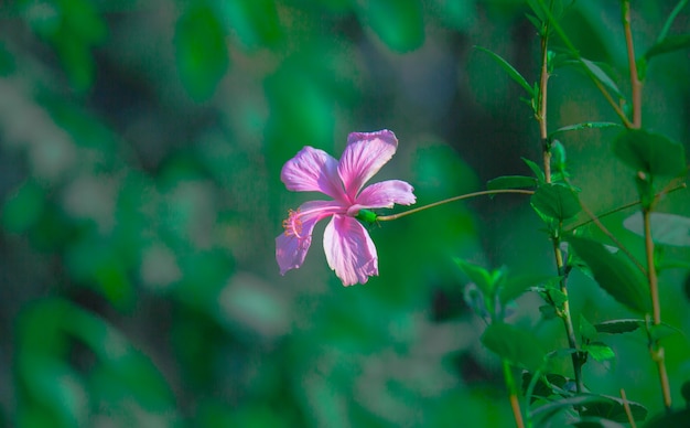 Flor de hibisco