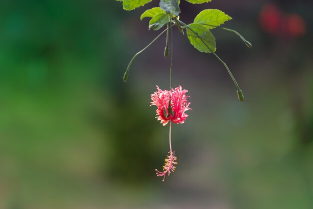 Flor de hibisco