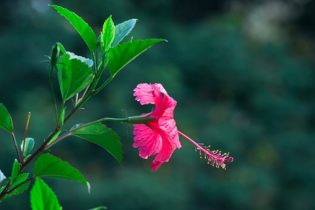 Flor de hibisco