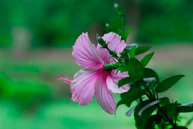 Flor de hibisco