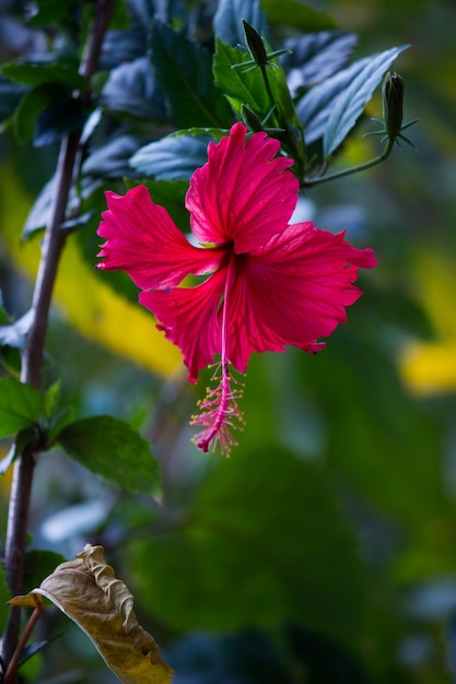 Flor de hibisco