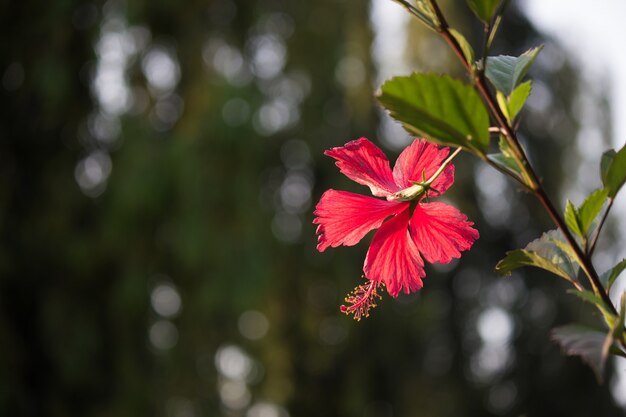 Flor de hibisco