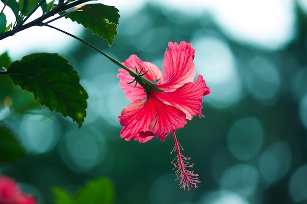 Flor de hibisco